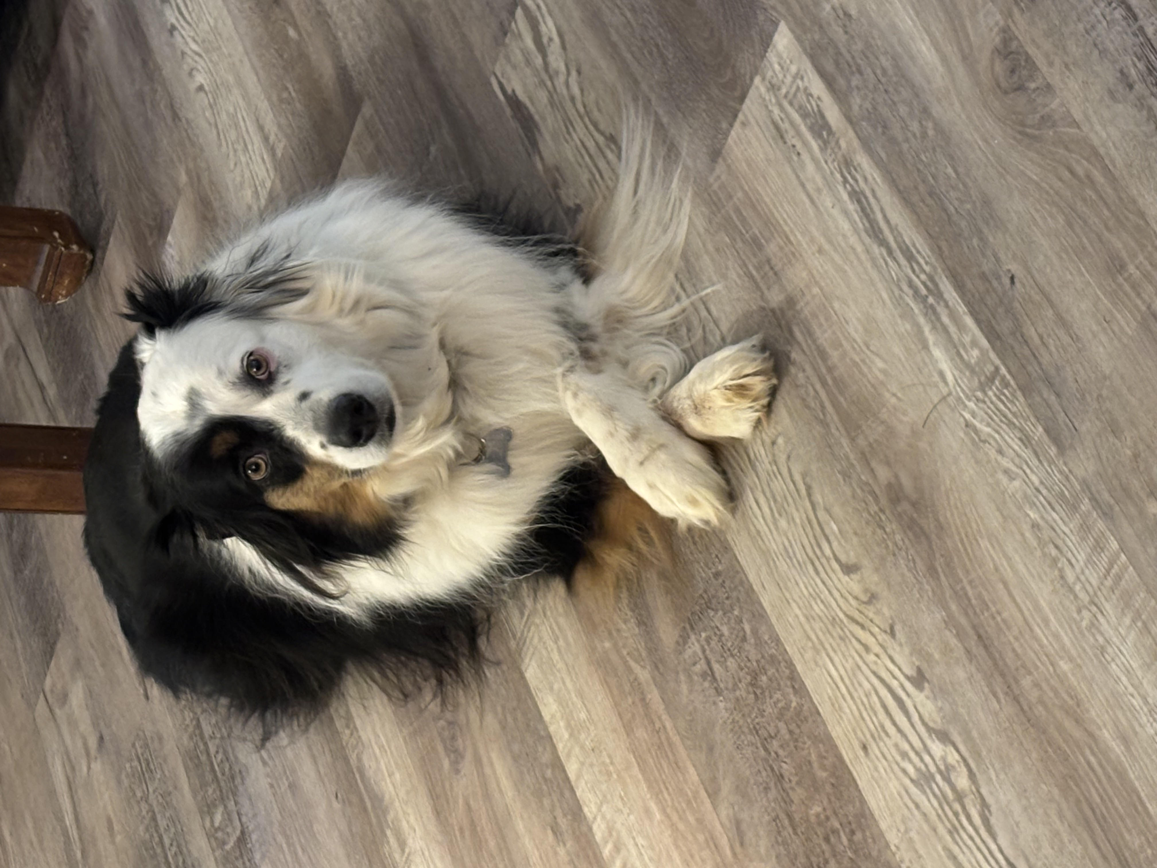 A fluffy black, white, and tan dog looking up happily from a client's living room floor.